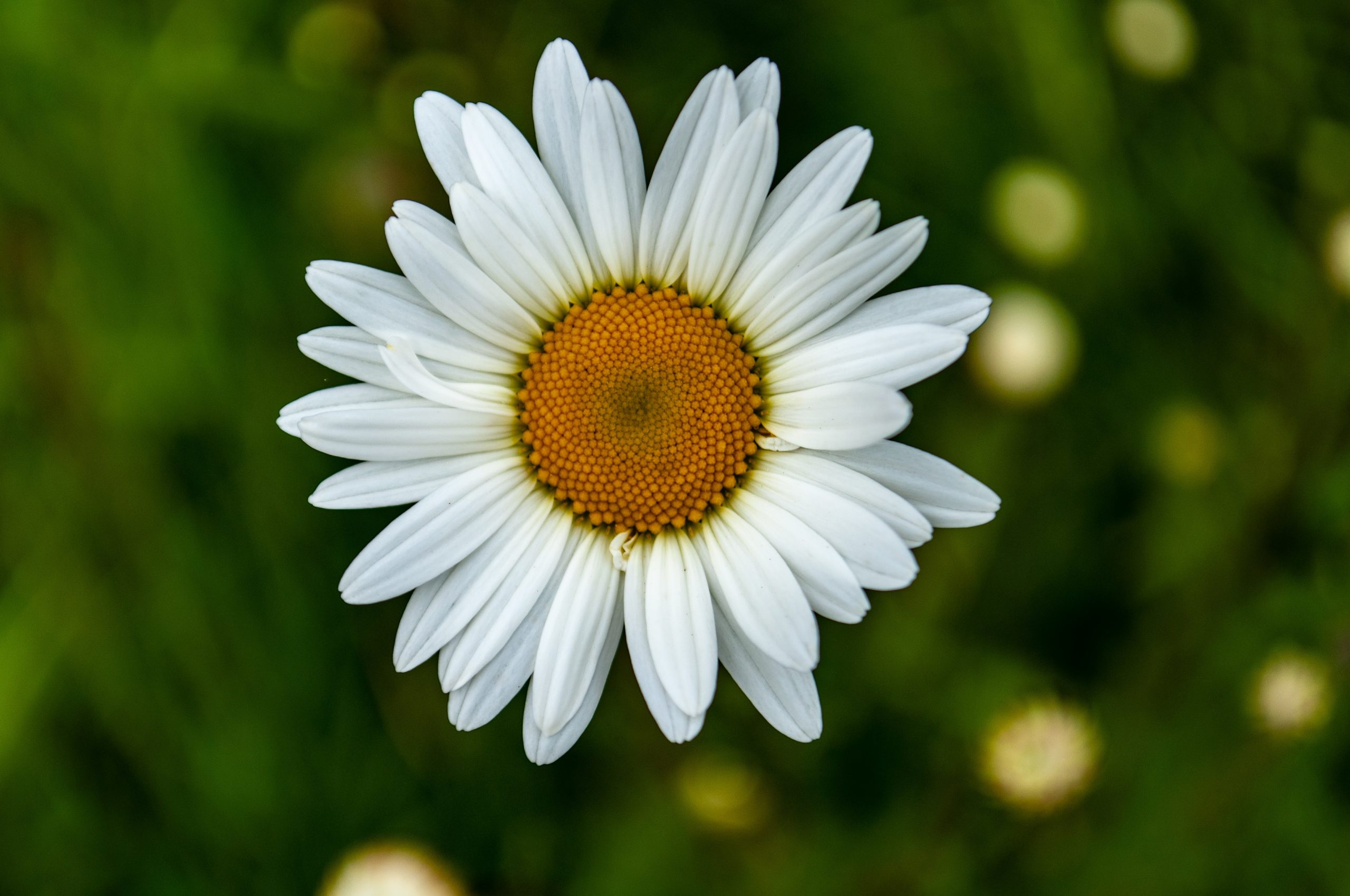A closeup shot of a beautiful oxeye daisy flower on a blurred background