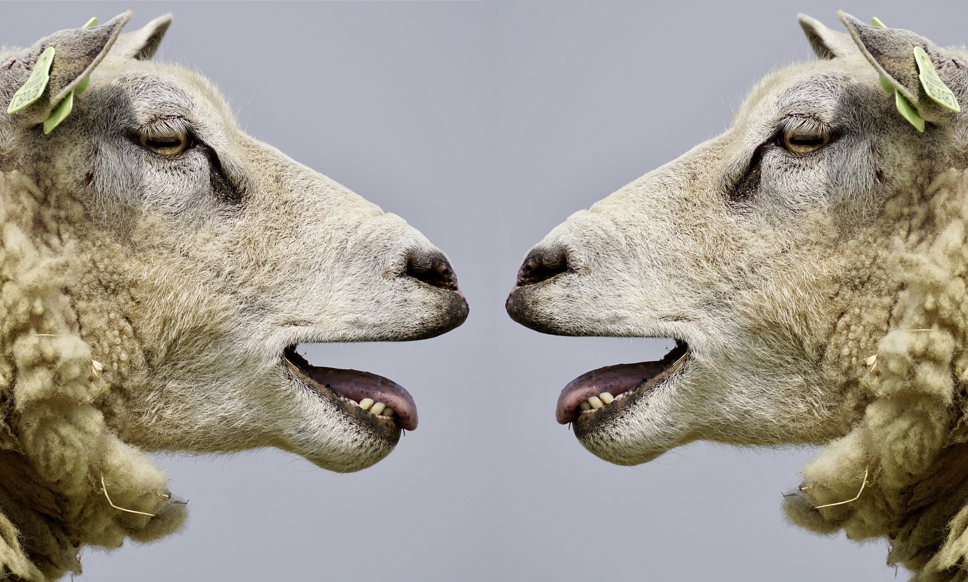 sheep-gf31fb5e33_1920